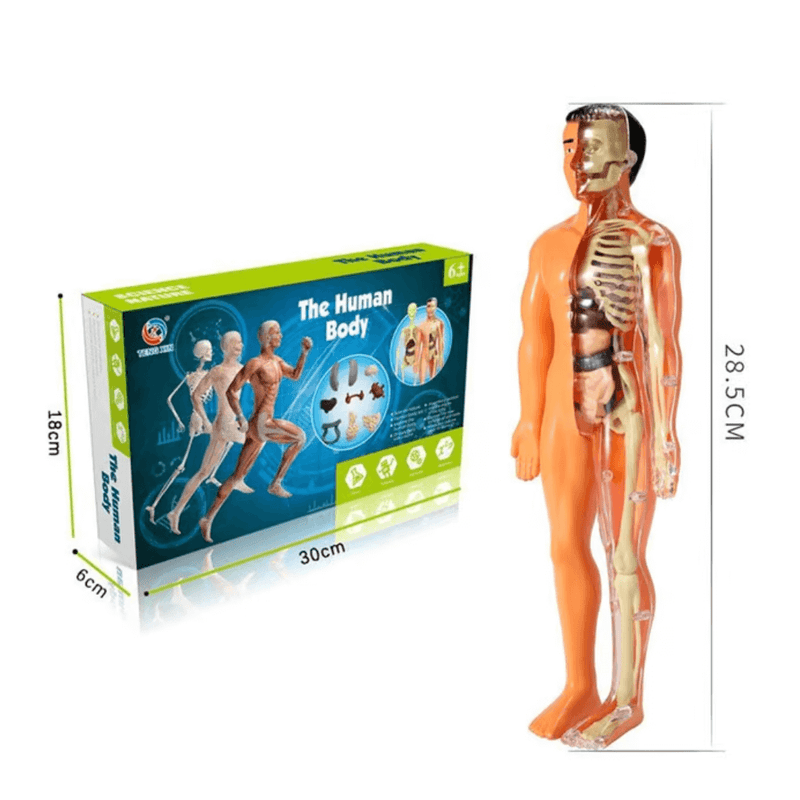 The Human Body - O Esqueleto Humano Infantil Para Aprendizado - Mega Promoção + Frete Grátis Hoje