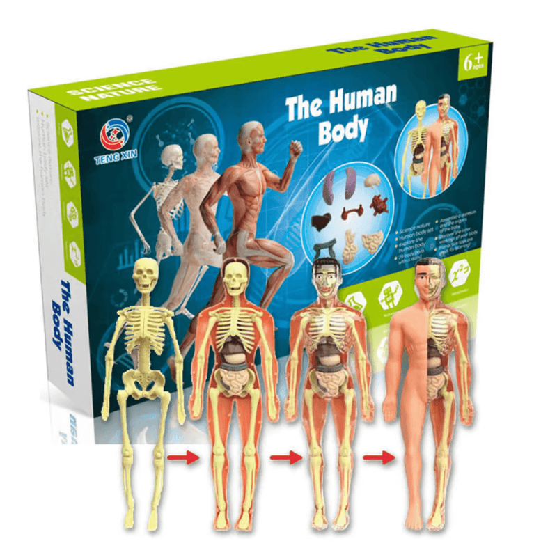 The Human Body - O Esqueleto Humano Infantil Para Aprendizado - Mega Promoção + Frete Grátis Hoje