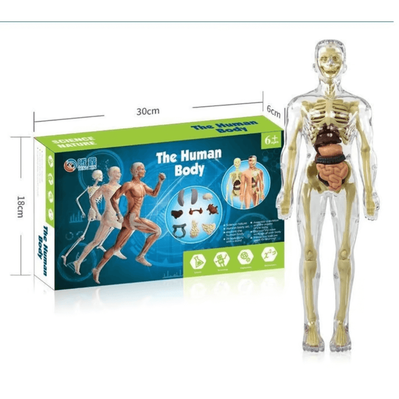 The Human Body - O Esqueleto Humano Infantil Para Aprendizado - Mega Promoção + Frete Grátis Hoje